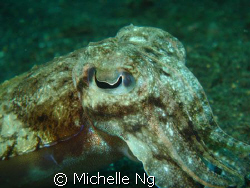A cute little cuttlefish. I just never get tired of them. by Michelle Ng 